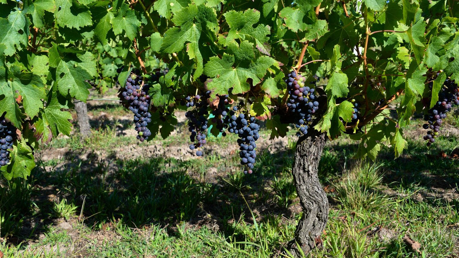 La Gironde viticole, secteur de Pessac